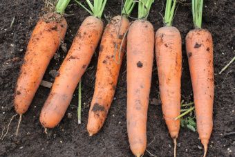 Морковь Сахарный Гигант (УД) 2