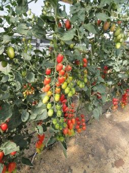 ЦБ-00023267_Томат Алина F1 5шт (Агрос) 1