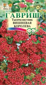 00010062_Тысячелистник Вишневая королева (Гавриш)