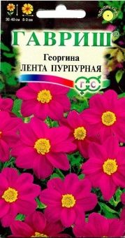 00008323_Георгина Лента пурпурная (Гавриш) 11000