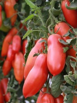 Томат Ниагара 0.08г (Агрос) 3