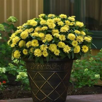 00041153_Цинния Захара Дабл Еллоу Импрувд Семена П