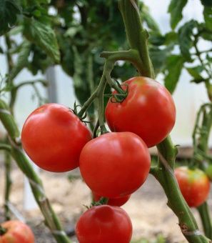 Томат Канары 0.08г (Агрос) 1