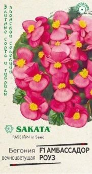00037403_Бегония Амбассадор Роуз F1 вечноцветущая 