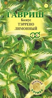 00040862_Колеус Тэррено лимонный 5 шт (Гавриш)
