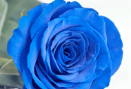 Акция! Скидка 10% на все саженцы роз.