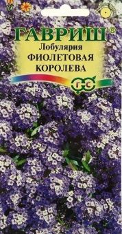 00007182_Лобулярия Фиолетовая королева (Гавриш) 1_