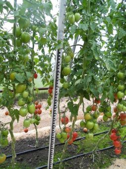 Томат Агрос Розелла F1 5шт (Агрос) 1