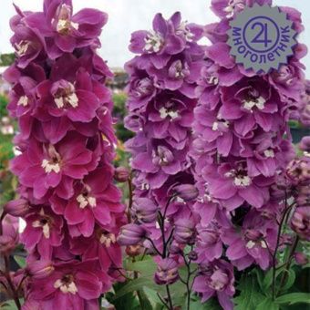 00030756_Дельфиниум Мэджик Фонтэйнс Черри Блоссом 