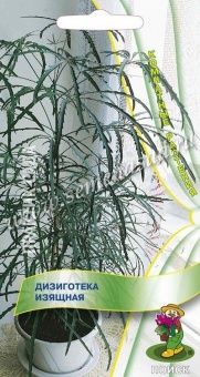 Дизиготека изящная 5шт (ПОИСК)