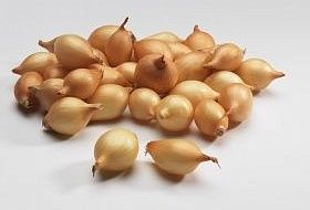 ОСЕННЯЯ ПОСАДКА ЛУКА. ПРЕИМУЩЕСТВА. ОСЕННЯЯ ПОСАДКА ЛУКА. ПРЕИМУЩЕСТВА.