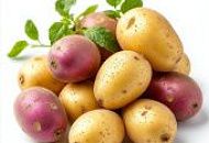 На складе семенной картофель.