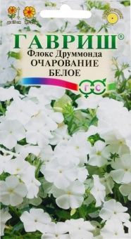 00010606_Флокс Очарование белое друммонда (Гавриш)
