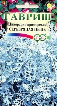 00007987_Цинерария приморская Серебряная пыль (Гав