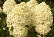 Большое поступление корневищных и саженцев от ТМ ПОИСК