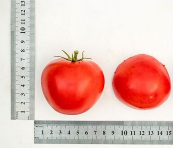 Томат Верочка F1 0,1г (Партнер) (2)