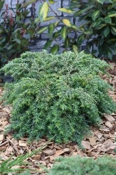 Tsuga canadensis Nana