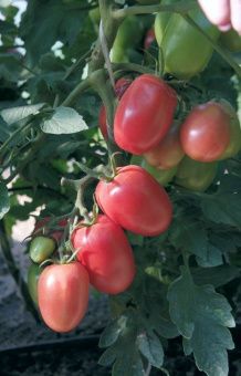 Томат Новосибирский розовый 0.08г (Агрос)  2