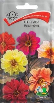 00039913_Георгина Мефистофель  0,2гр (ПОИСК)