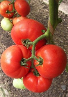 Томат Биг Биф F1 5шт Seminis (Агрос) 3