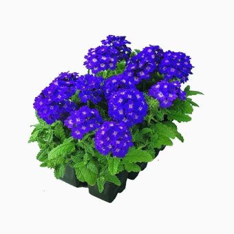 00041056_Вербена Кварц Блю Семена Профи10шт (ПОИСК