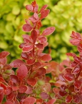 Berberis thunbergii Coral