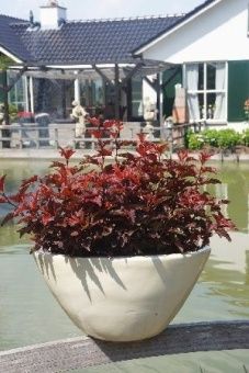 Physocarpus opulifolius Little Angel 1