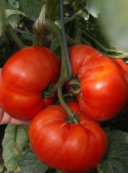 Томат Дебют F1 5шт (Агрос) 1