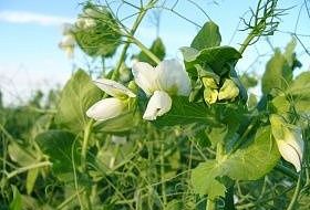 Горох как сидерат - один из лучших органических удобрений! Горох как сидерат - один из лучших органических удобрений!