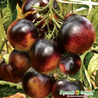 00041288_Томат Черничный пломбир 10шт (НК)