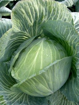 ЦБ-00023311_Капуста бк Вестри F1 15шт Seminis (Агрос).jpg 1