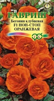00013422_Бегония Нон-стоп оранжевая (Гавриш)