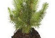 Саженцы в наличии на складе