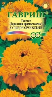 00007213_Бархатцы Купидон оранжевый прямостоячие (