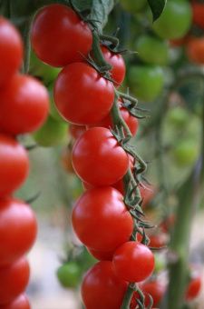 Томат Атом F1 5шт (Агрос) 1