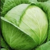 Капуста бк Слава 1305 серия Удачные семена Б/П (Гавриш) 