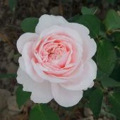 Роза Айлин Чайно-гибридная (Садовита)