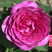 Роза Хайди Клум Флорибунда (Садовита)