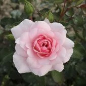 Роза Боника 82 Шраб (Садовита)