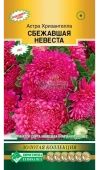 Астра ХРИЗАНТЕЛЛА Сбежавшая невеста китайская 5шт (Евросемена)