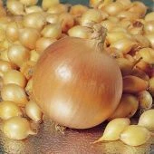 Лук севок Геркулес 10/21 сетка 20кг (Россия-Голландия) +/-10%