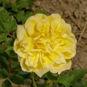 Роза Поэтс Вайф Шраб (Английская) (Садовита)