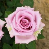 Роза Блю мун Чайно-гибридная (Садовита)