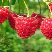 Малина Прелесть (ПОИСК)