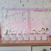 Светильник светодиодный линейный ULI-P20-18W для растений 560мм арт.UL-00002992 (ПрЭн)