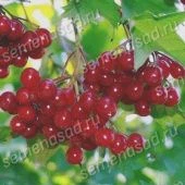 Калина красная (обыкновенная) Элексир (ПОИСК)