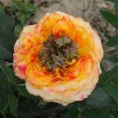 Роза Зеленый остров Чайно-гибридная (Садовита)