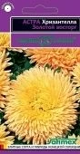 Астра Хризантелла Золотой восторг (Гавриш) 