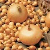 Лук севок Штуттгартер Ризен 10/21 сетка 10кг (Голландия-Россия)  +/-10%