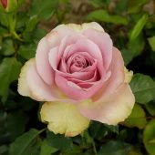 Роза Монмартр Флорибунда (Садовита)